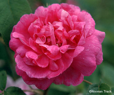 Rose du Roi