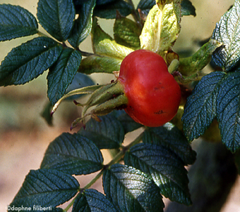 Heps of Rosa rugosa alba