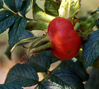 heps of R. rugosa alba