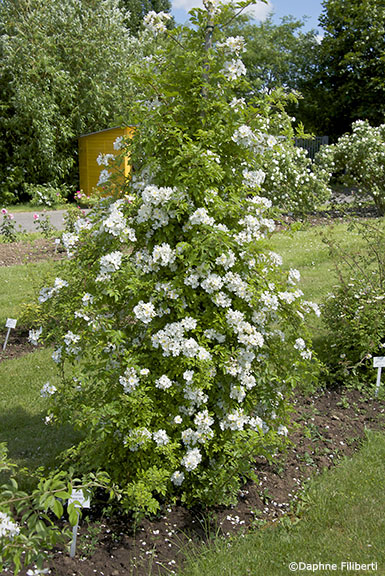 R. multiflora x R. x odorata