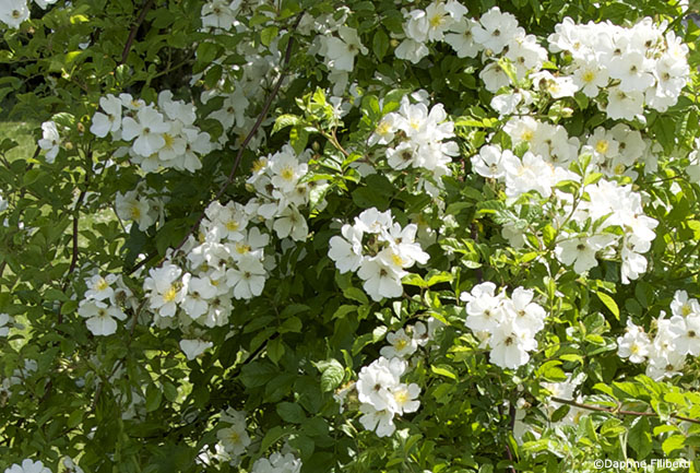 R. multiflora x R. x odorata