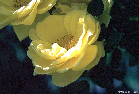 R. foetida persiana, Persian Yellow