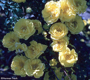 R. foetida persiana, Persian Yellow